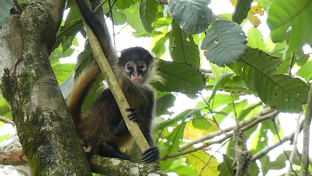 Image of a monkey in a tree in Costa Rica.
