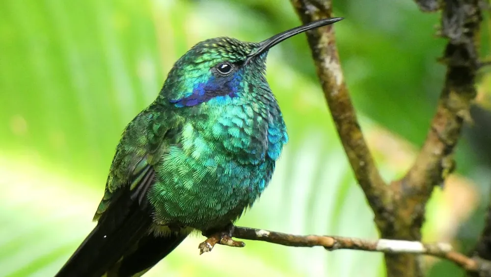 Costa Rica - bird