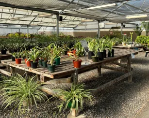 Greenhouse Plant horticulture sale