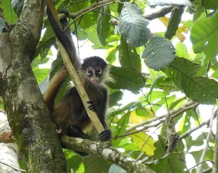 Image of a monkey in a tree in Costa Rica.